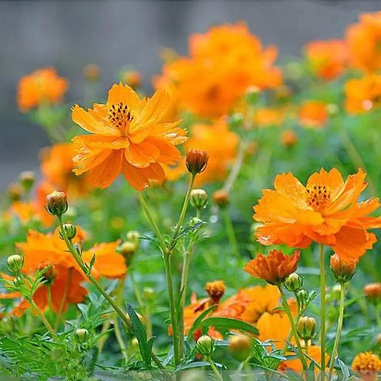 硫华菊与金鸡菊的区别？硫华菊种子多少钱一斤？-第3张图片-优品飞百科