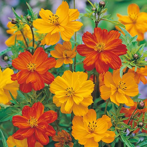 硫华菊与金鸡菊的区别？硫华菊种子多少钱一斤？-第4张图片-优品飞百科