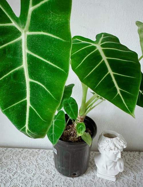 海芋的养殖方法和注意事项，苹果海芋的养殖方法和注意事项-第1张图片-优品飞百科
