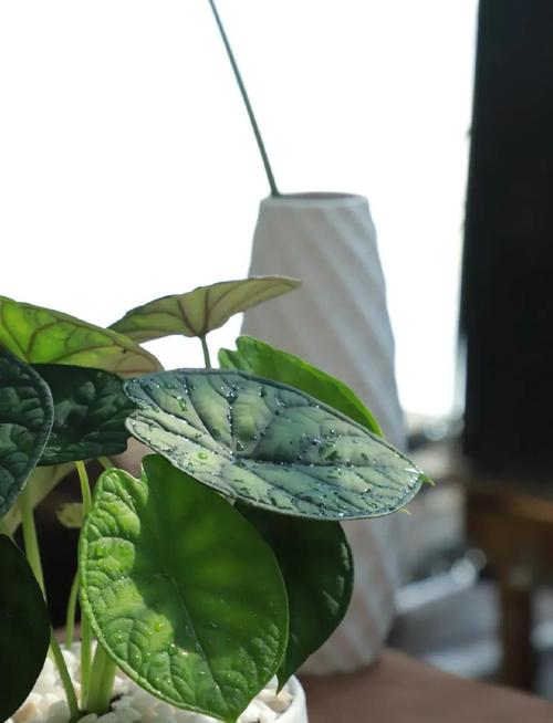海芋的养殖方法和注意事项，苹果海芋的养殖方法和注意事项-第3张图片-优品飞百科