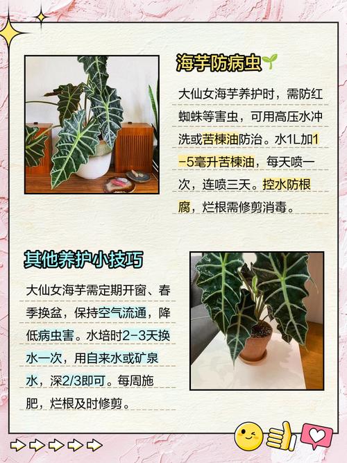 海芋的养殖方法和注意事项，苹果海芋的养殖方法和注意事项-第5张图片-优品飞百科