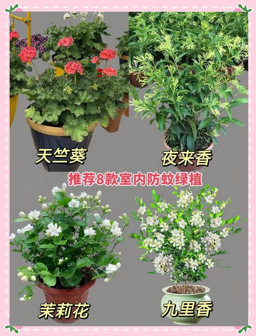 蚊子最怕这8种花，养1盆，蚊香花露水全省了！？蚊子最怕什么花露水？-第1张图片-优品飞百科