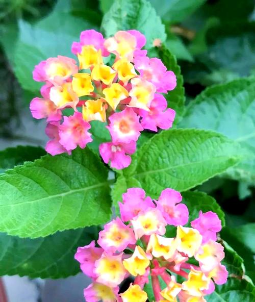 蚊子最怕这8种花，养1盆，蚊香花露水全省了！？蚊子最怕什么花露水？-第2张图片-优品飞百科
