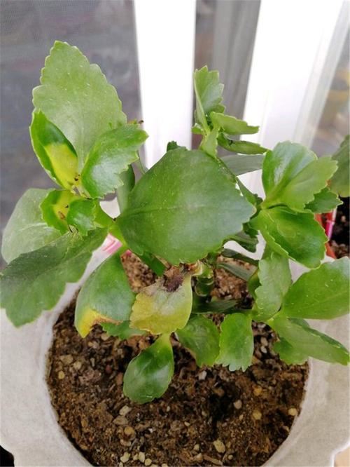 蚊子最怕这8种花，养1盆，蚊香花露水全省了！？蚊子最怕什么花露水？-第4张图片-优品飞百科