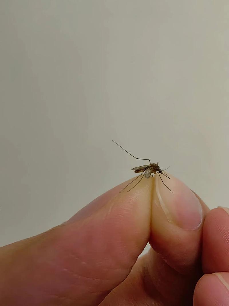蚊子最怕这8种花，养1盆，蚊香花露水全省了！？蚊子最怕什么花露水？-第5张图片-优品飞百科