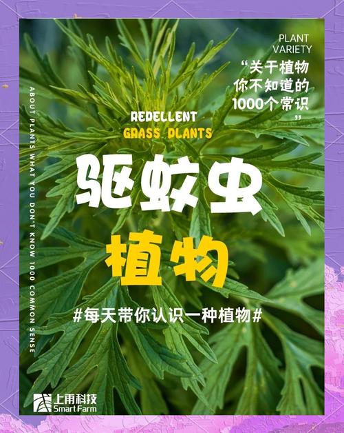 蚊子最怕这8种花，养1盆，蚊香花露水全省了！？蚊子最怕什么花露水？-第7张图片-优品飞百科