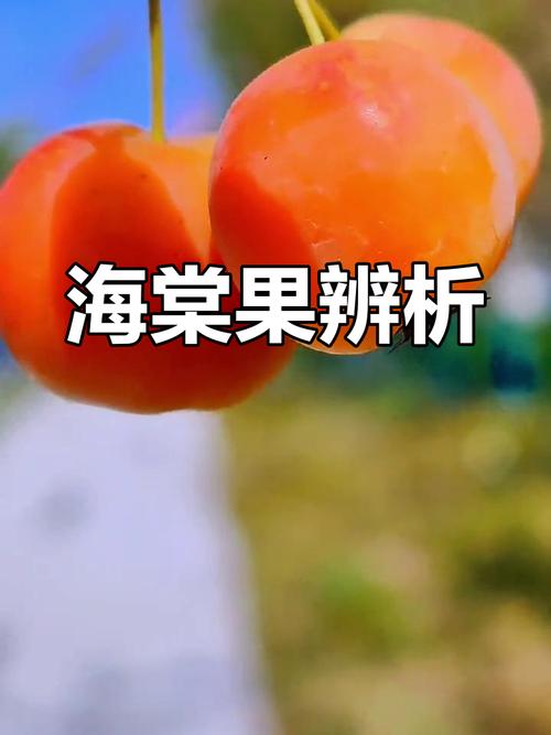 海棠果和沙果有哪些不同，海棠和沙果有什么区别-第3张图片-优品飞百科