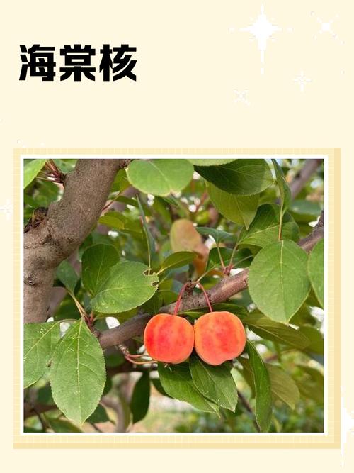 海棠果和沙果有哪些不同，海棠和沙果有什么区别-第6张图片-优品飞百科