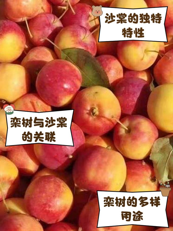 海棠果和沙果有哪些不同，海棠和沙果有什么区别-第7张图片-优品飞百科