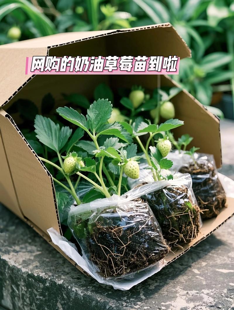 牛奶草莓怎么种，是用牛奶浇吗，牛奶草莓是用牛奶浇灌的吗