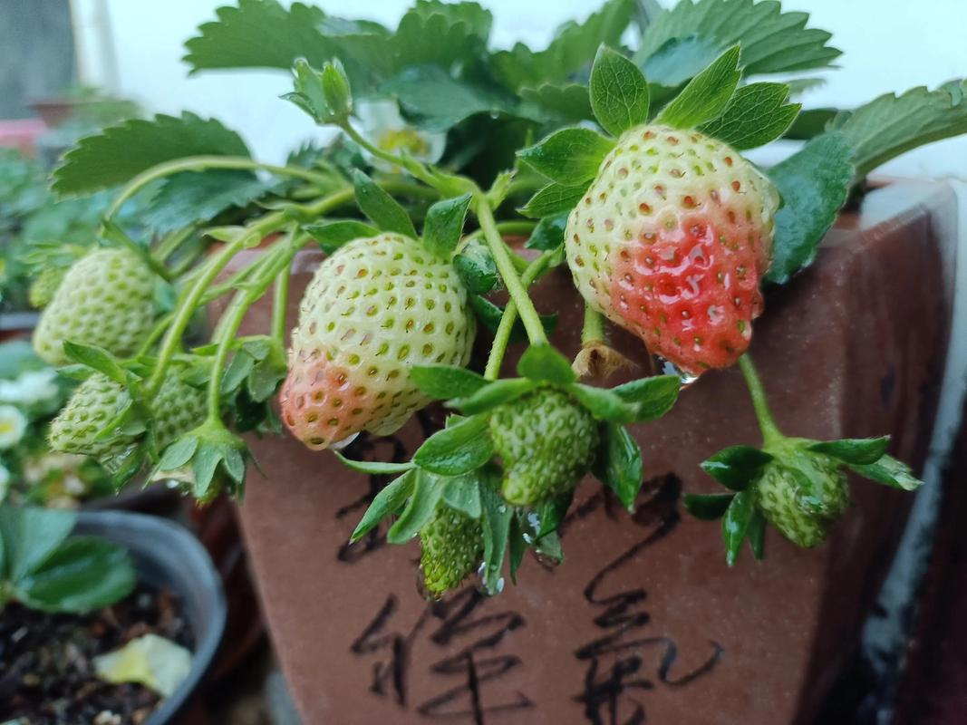 牛奶草莓怎么种，是用牛奶浇吗，牛奶草莓是用牛奶浇灌的吗-第3张图片-优品飞百科