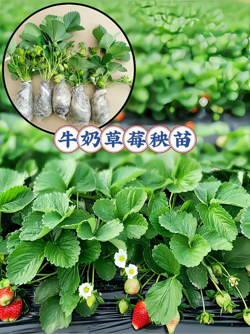 牛奶草莓怎么种，是用牛奶浇吗，牛奶草莓是用牛奶浇灌的吗-第4张图片-优品飞百科