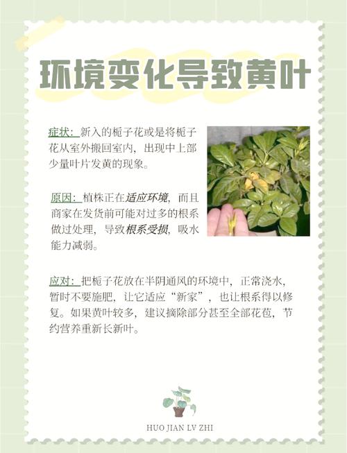 栀子花叶子卷边怎么办，栀子花叶子卷边怎么回事-第2张图片-优品飞百科