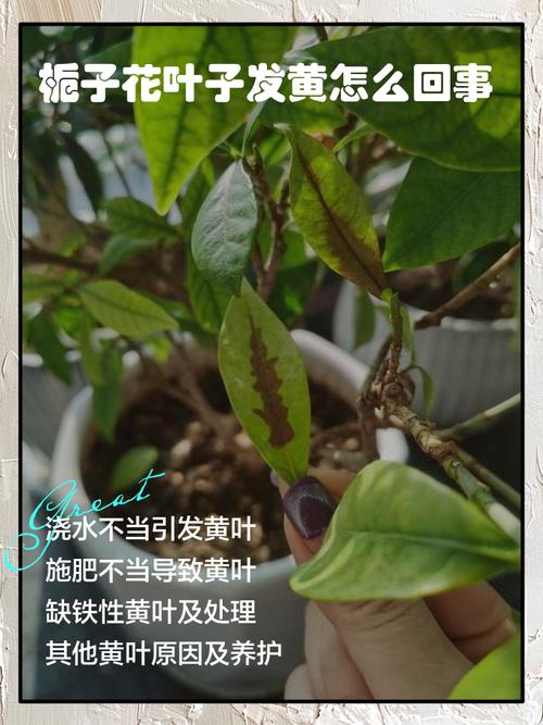 栀子花叶子卷边怎么办，栀子花叶子卷边怎么回事-第4张图片-优品飞百科