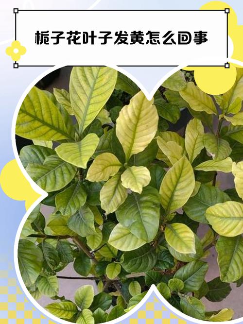 栀子花叶子卷边怎么办，栀子花叶子卷边怎么回事-第6张图片-优品飞百科