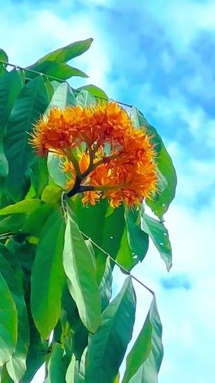 无忧花的花语和典故，无忧花的花语和典故有关-第2张图片-优品飞百科