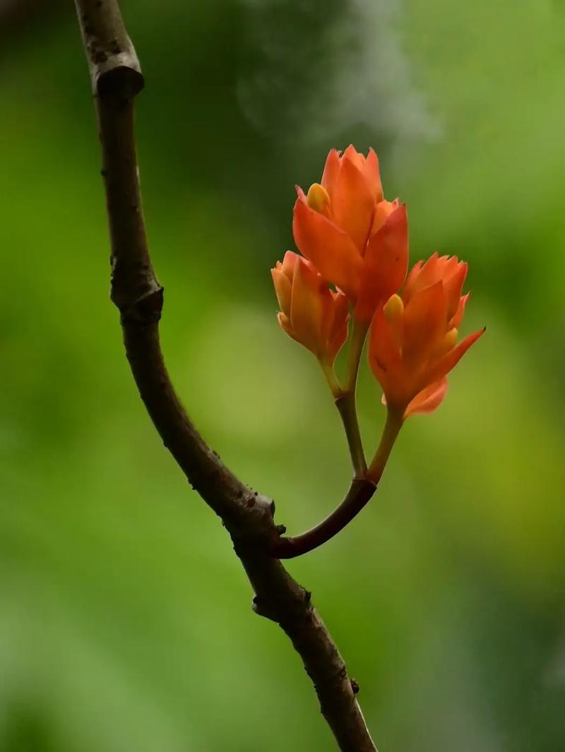 无忧花的花语和典故，无忧花的花语和典故有关-第3张图片-优品飞百科