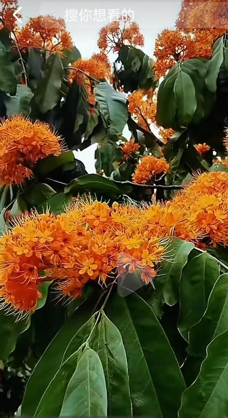 无忧花的花语和典故，无忧花的花语和典故有关-第4张图片-优品飞百科