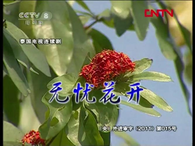 无忧花的花语和典故，无忧花的花语和典故有关-第5张图片-优品飞百科