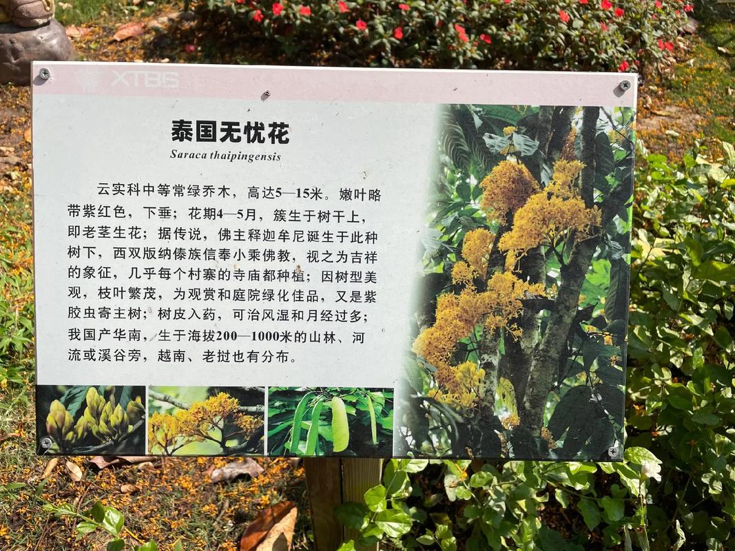 无忧花的花语和典故，无忧花的花语和典故有关-第6张图片-优品飞百科