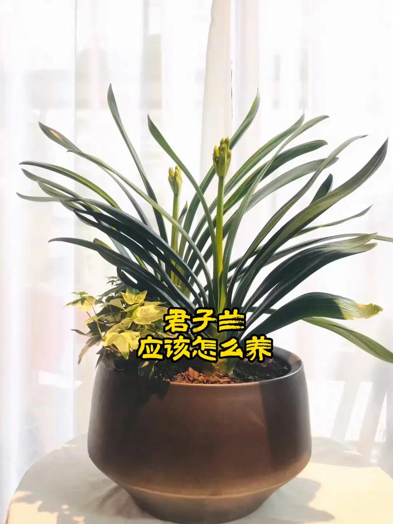 君子兰冬季怎么养?君子兰在冬天怎么保养?-第4张图片-优品飞百科 君子兰冬季怎么养?君子兰在冬天怎么保养?-第4张图片-优品飞百科
