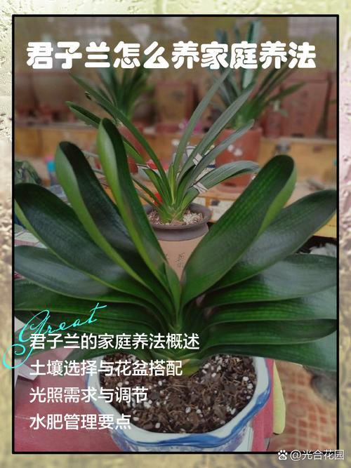 君子兰冬季怎么养?君子兰在冬天怎么保养?-第5张图片-优品飞百科 君子兰冬季怎么养?君子兰在冬天怎么保养?-第5张图片-优品飞百科