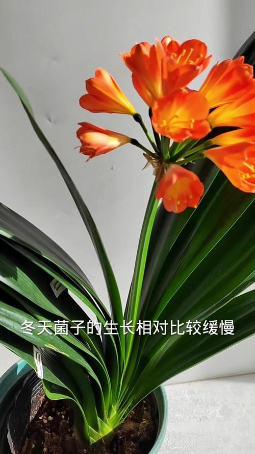 君子兰冬季怎么养?君子兰在冬天怎么保养?-第6张图片-优品飞百科 君子兰冬季怎么养?君子兰在冬天怎么保养?-第6张图片-优品飞百科