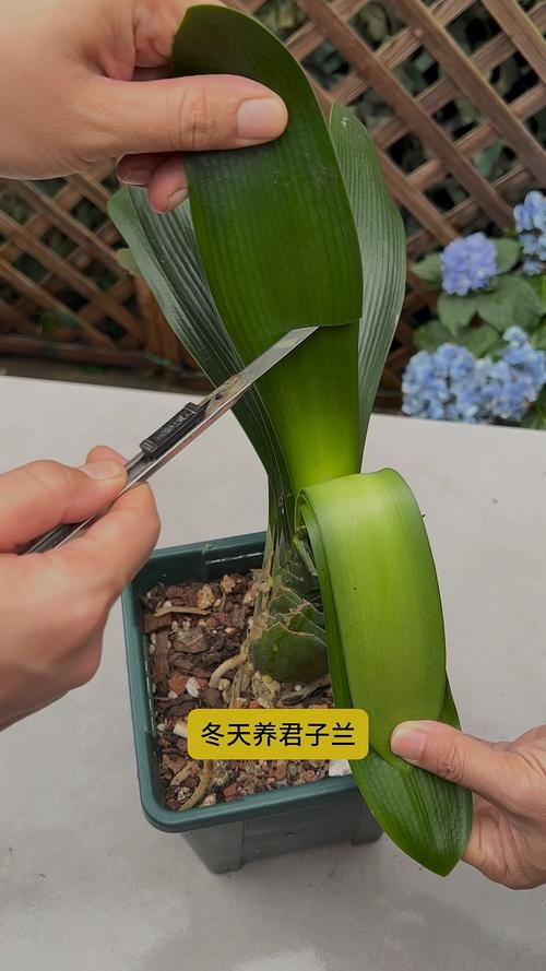 君子兰冬季怎么养?君子兰在冬天怎么保养?-第7张图片-优品飞百科 君子兰冬季怎么养?君子兰在冬天怎么保养?-第7张图片-优品飞百科