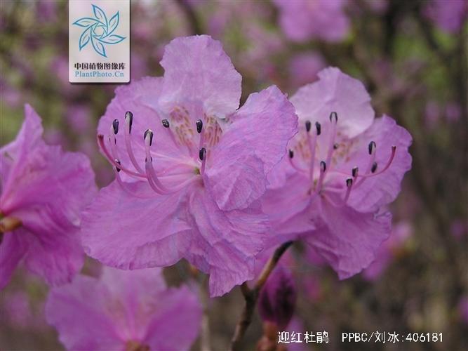 迎红杜鹃的整形修剪和花期控制？迎红杜鹃费用？-第2张图片-优品飞百科