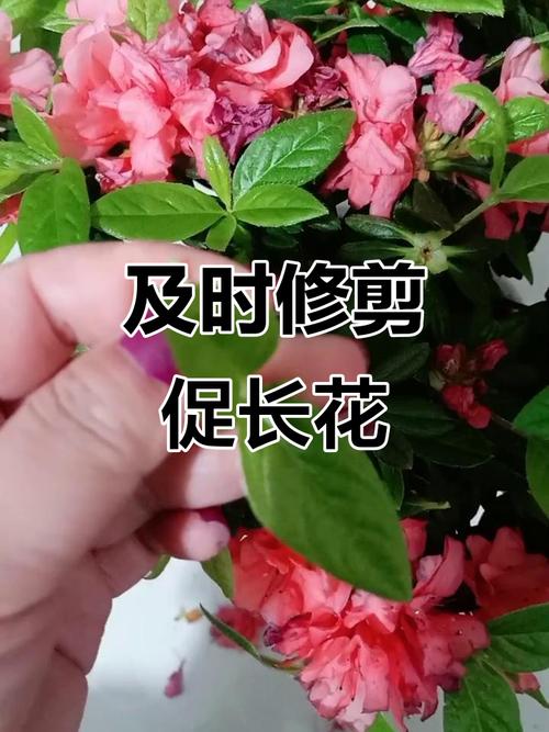 迎红杜鹃的整形修剪和花期控制？迎红杜鹃费用？-第3张图片-优品飞百科