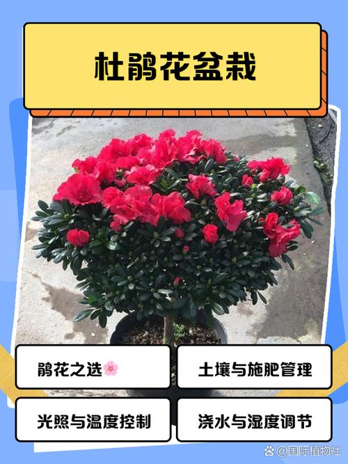 迎红杜鹃的整形修剪和花期控制？迎红杜鹃费用？-第5张图片-优品飞百科
