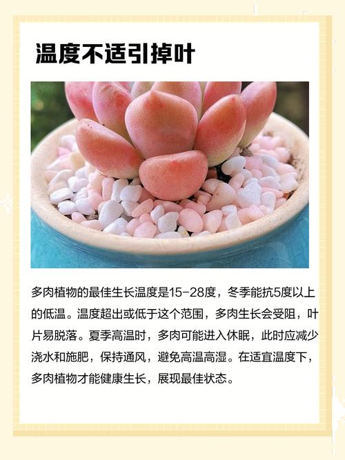 这6种多肉，夏天必须养一盆，清热解暑凉飕飕！，夏天哪种多肉好养又好看？-第6张图片-优品飞百科