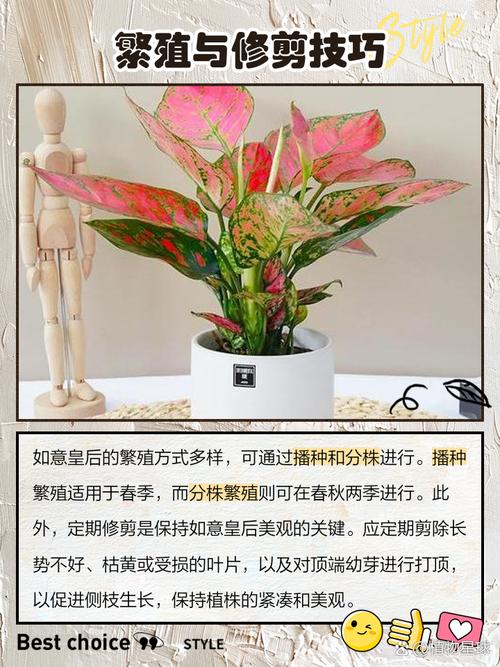 如意皇后怎么施肥？如意皇后多少天施肥和浇水？