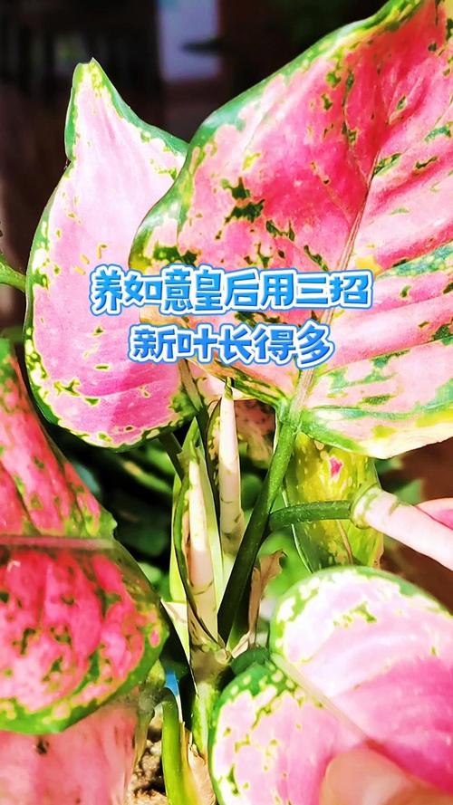 如意皇后怎么施肥？如意皇后多少天施肥和浇水？-第2张图片-优品飞百科