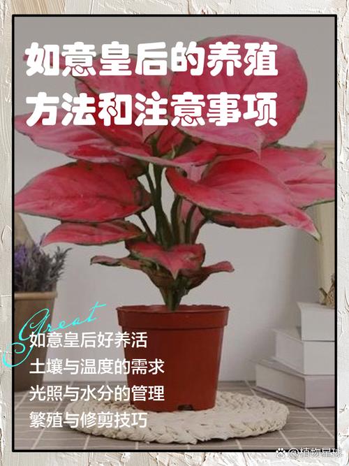 如意皇后怎么施肥？如意皇后多少天施肥和浇水？-第3张图片-优品飞百科