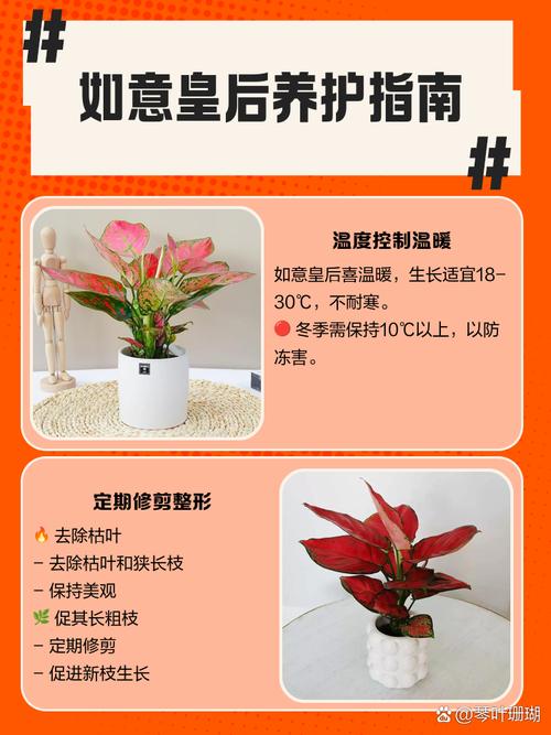 如意皇后怎么施肥？如意皇后多少天施肥和浇水？-第4张图片-优品飞百科