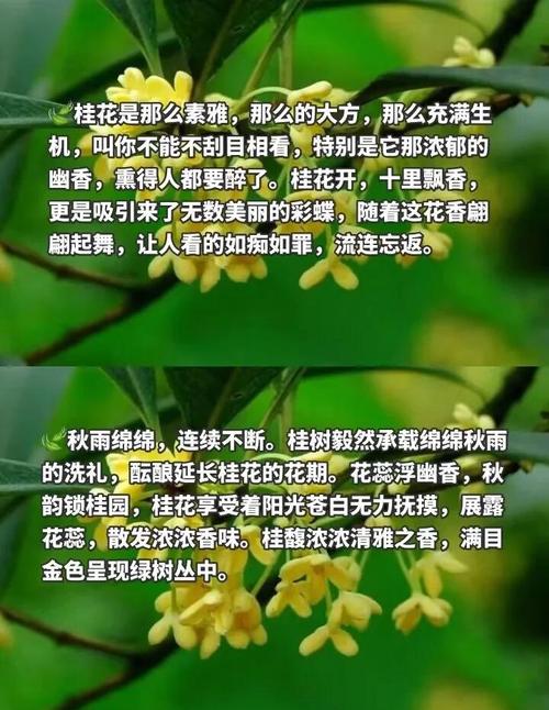 别看这8种花朵小,美丽可一点都不少,花朵小的花有哪些??-第2张图片-优品飞百科 别看这8种花朵小,美丽可一点都不少,花朵小的花有哪些??-第2张图片-优品飞百科