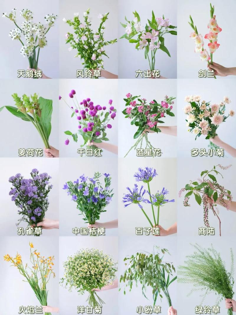 别看这8种花朵小,美丽可一点都不少,花朵小的花有哪些??-第3张图片-优品飞百科 别看这8种花朵小,美丽可一点都不少,花朵小的花有哪些??-第3张图片-优品飞百科