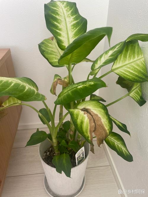 花叶万年青叶子发软怎么办，花叶万年青软塌怎么办-第2张图片-优品飞百科