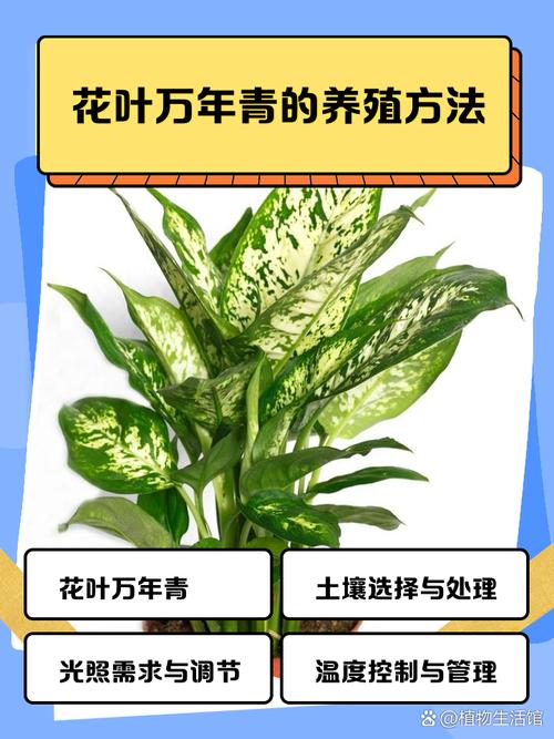 花叶万年青叶子发软怎么办，花叶万年青软塌怎么办-第3张图片-优品飞百科