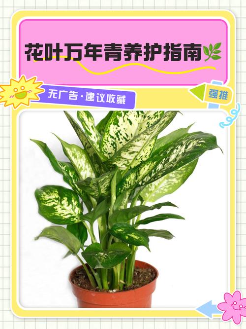 花叶万年青叶子发软怎么办，花叶万年青软塌怎么办-第4张图片-优品飞百科