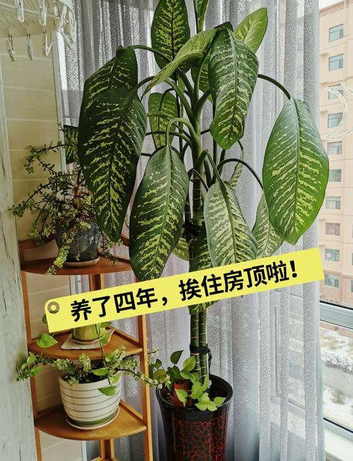 花叶万年青叶子发软怎么办，花叶万年青软塌怎么办-第5张图片-优品飞百科