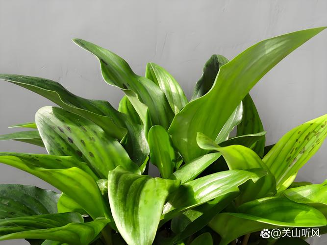 花叶万年青叶子发软怎么办，花叶万年青软塌怎么办-第7张图片-优品飞百科