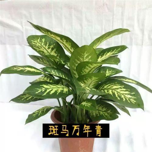 花叶万年青叶子发软怎么办，花叶万年青软塌怎么办-第8张图片-优品飞百科