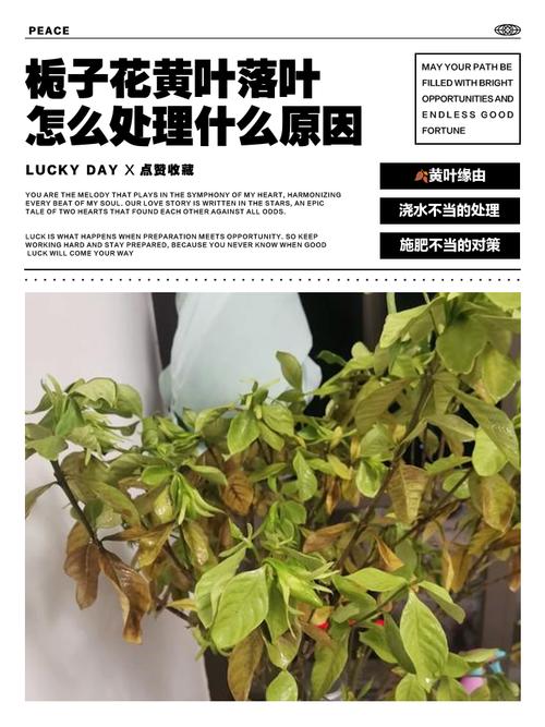 栀子花冬天落叶吗，栀子花图片，栀子花冬天叶子发黄是什么原因？-第2张图片-优品飞百科