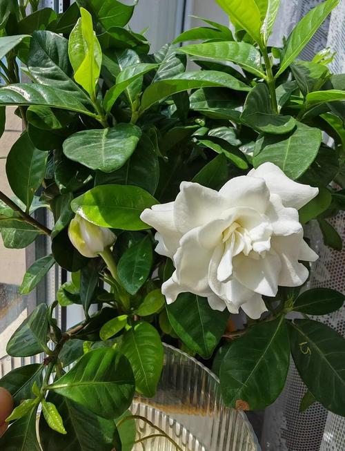 栀子花冬天落叶吗，栀子花图片，栀子花冬天叶子发黄是什么原因？-第4张图片-优品飞百科