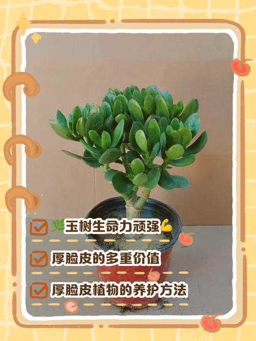 这种“厚脸皮”植物怎么养？的简单介绍-第1张图片-优品飞百科