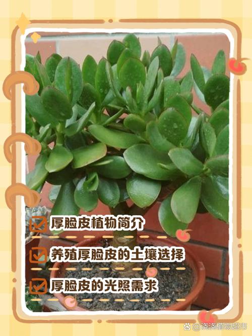 这种“厚脸皮”植物怎么养？的简单介绍-第2张图片-优品飞百科