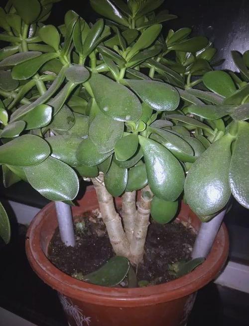 这种“厚脸皮”植物怎么养？的简单介绍-第3张图片-优品飞百科