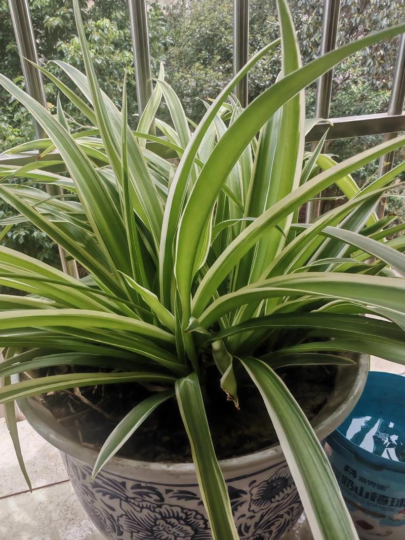 这种“厚脸皮”植物怎么养？的简单介绍-第4张图片-优品飞百科